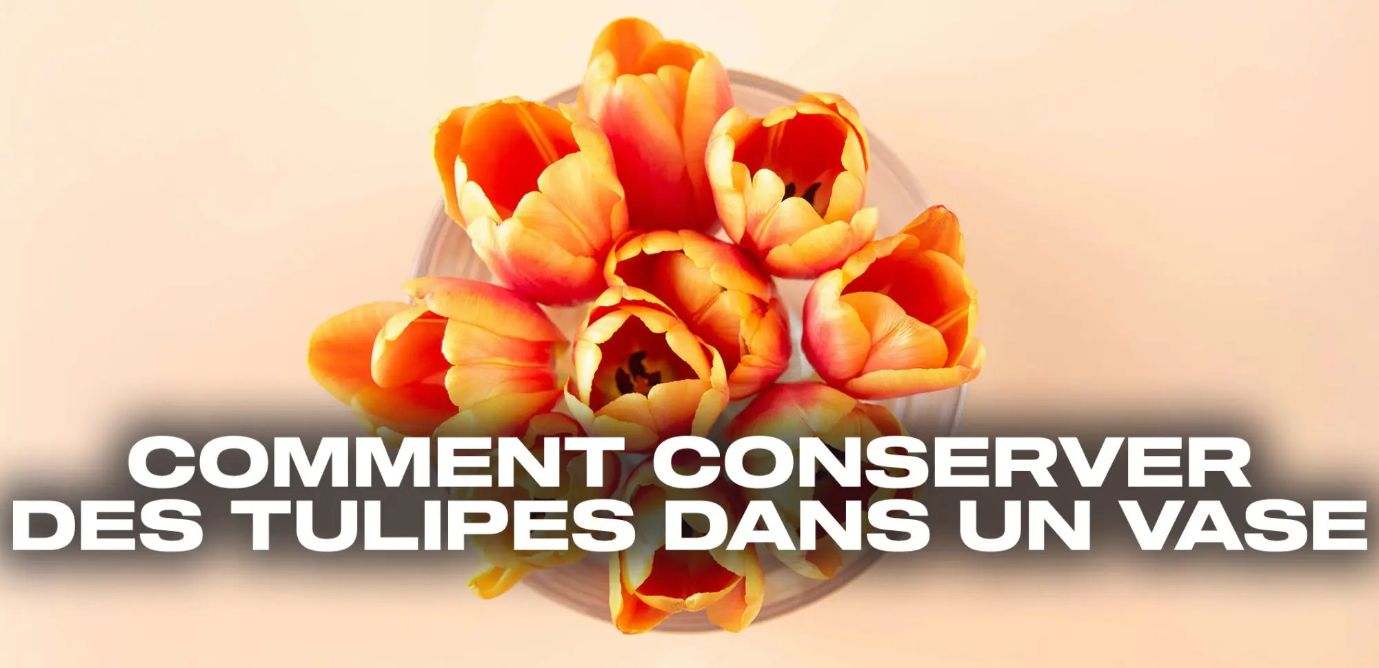 Comment Conserver Des Tulipes Dans Un Vase