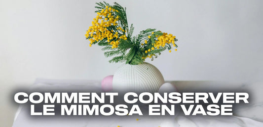 Comment conserver le mimosa en vase ?