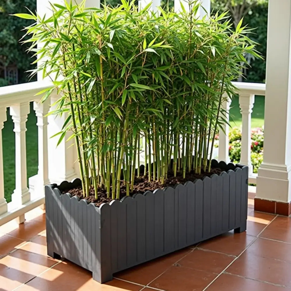 Grande jardinière pour bambou