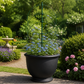 Support plante grimpante design