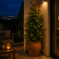 Support bambou pour plantes grimpantes