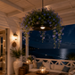 Suspension luminaire plante