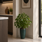 Vase plante intérieur