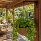 Suspension pour plante verte