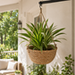 Suspension pour plante verte