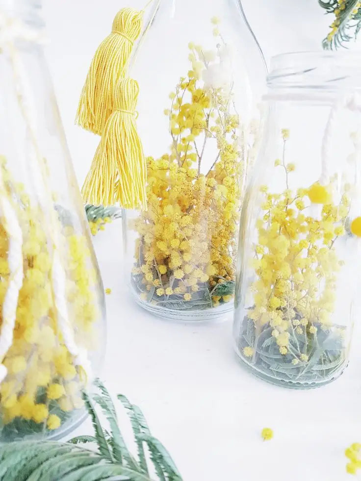 Comment conserver le mimosa en vase ?