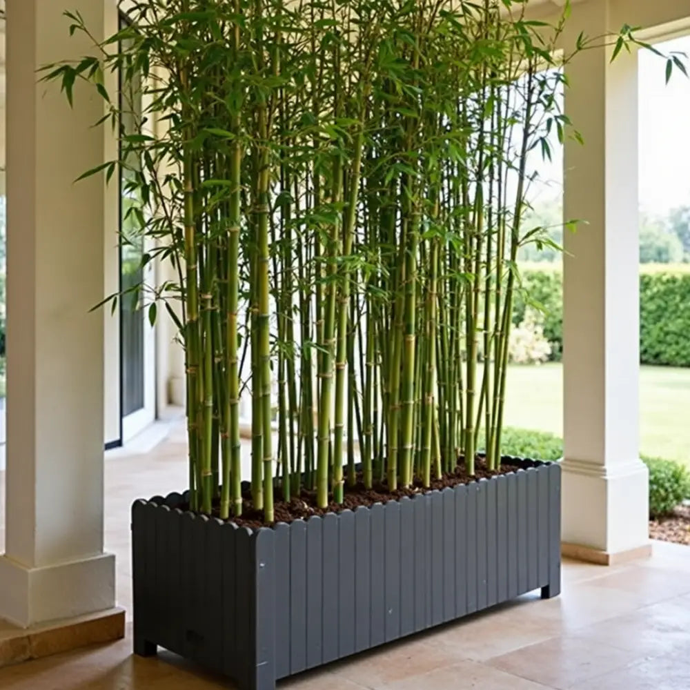 Grande jardinière pour bambou