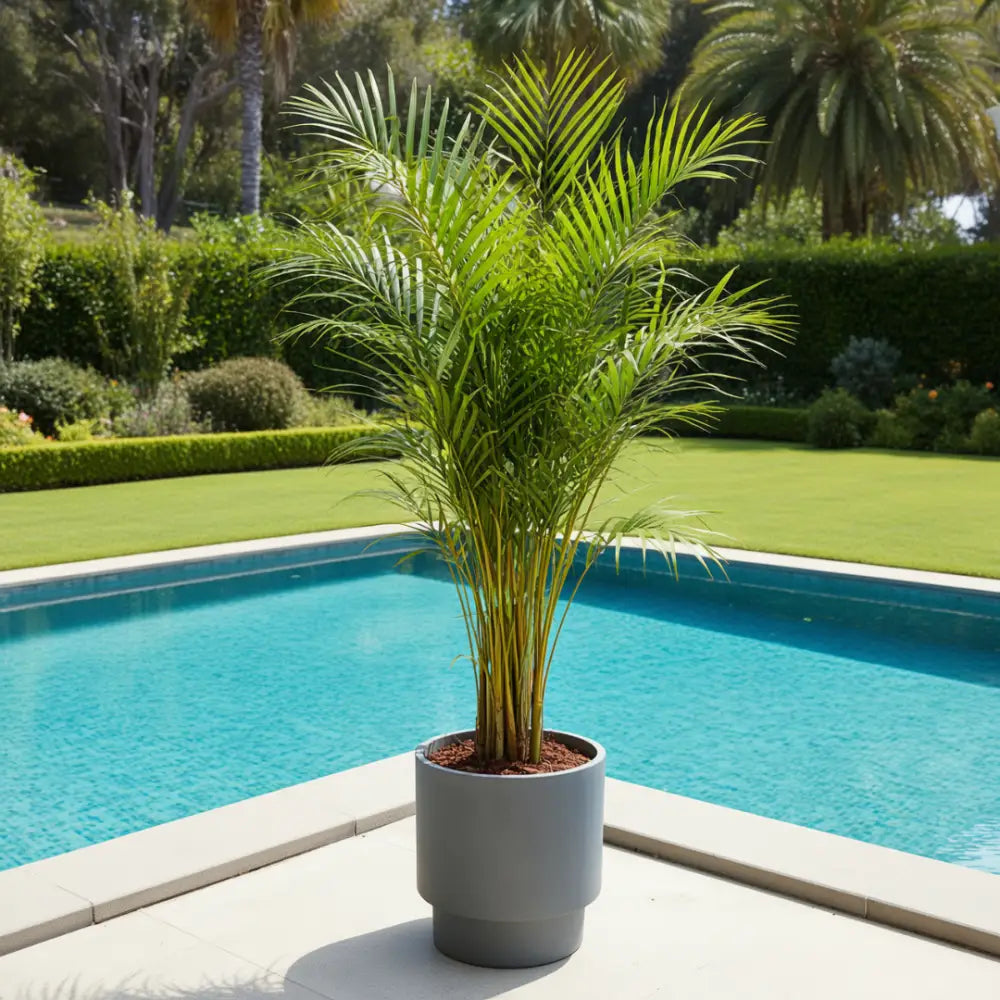 Grand pot de fleur exterieur pour palmier - Gris