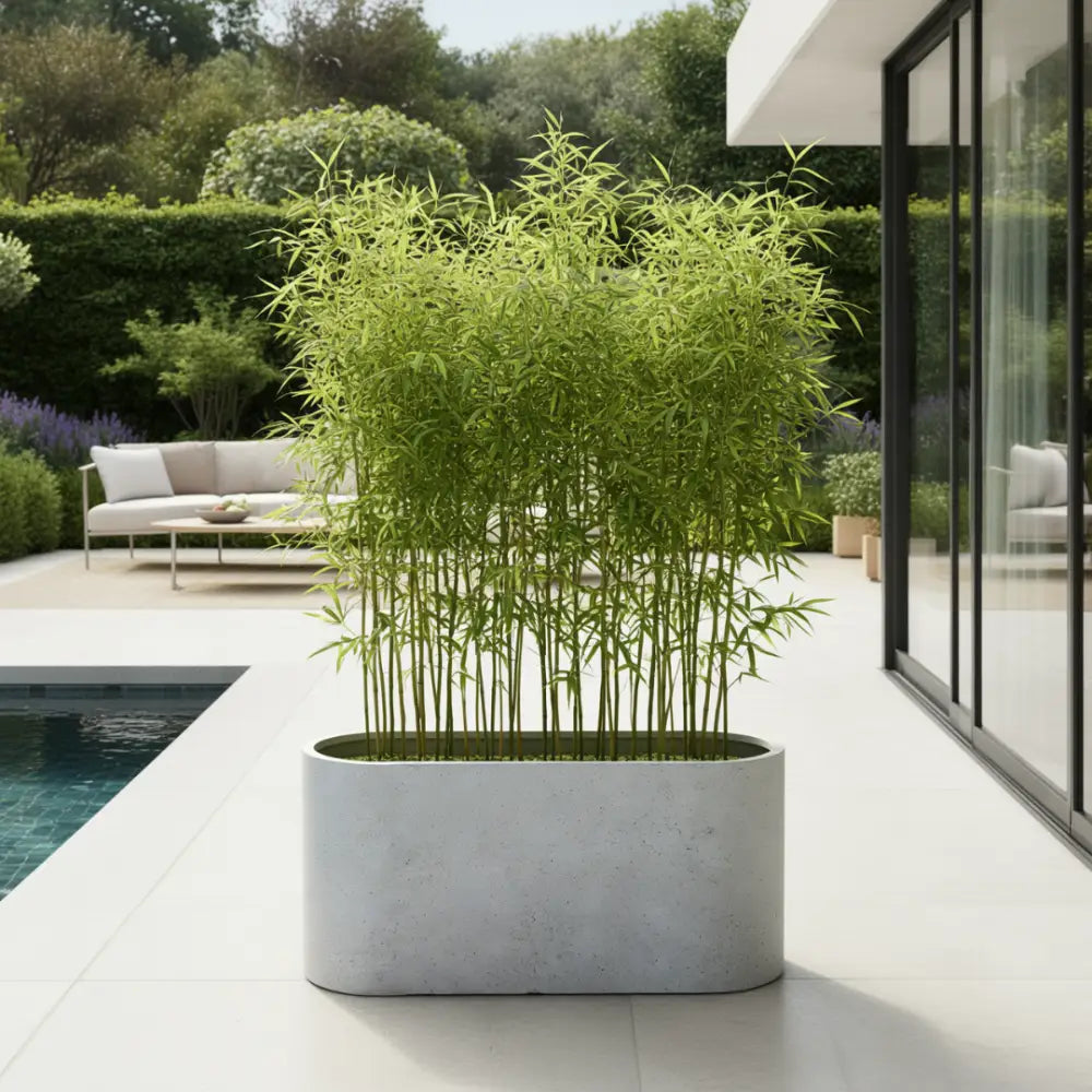 grand pot de fleur pour bambou