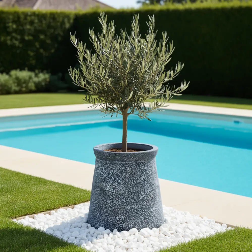 Grand pot de fleur pour olivier