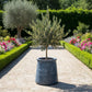 Grand pot de fleur pour olivier