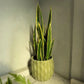 Grand pot de fleur vert
