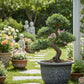 Jardinière ronde en plastique