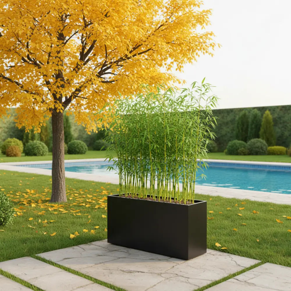 Jardinière xxl pour bambou