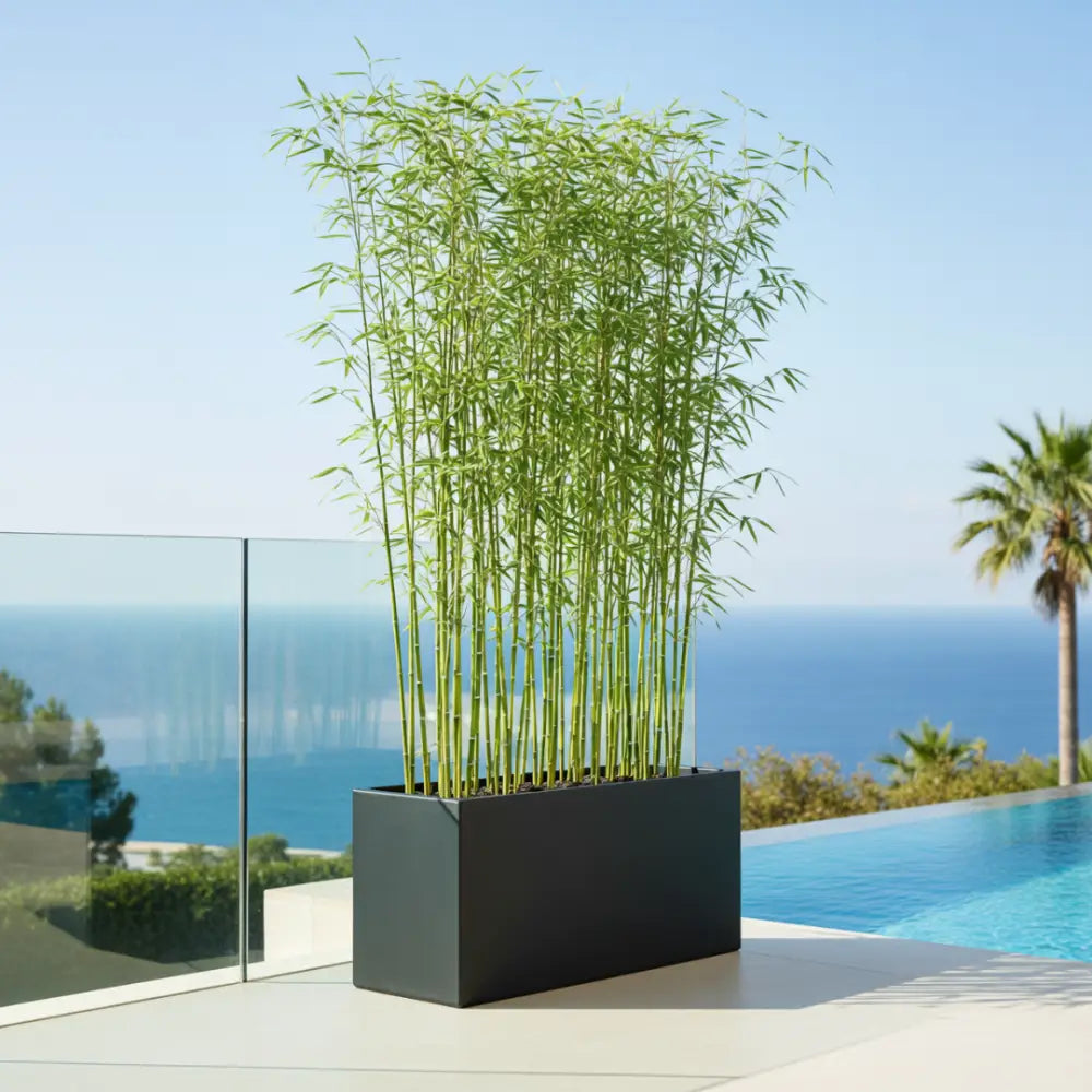 Jardinière xxl pour bambou