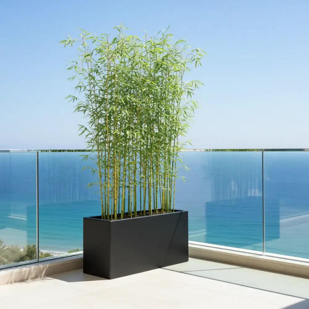 Jardinière xxl pour bambou