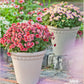 Lot pot de fleur plastique