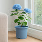 Pot de fleur plastique bleu