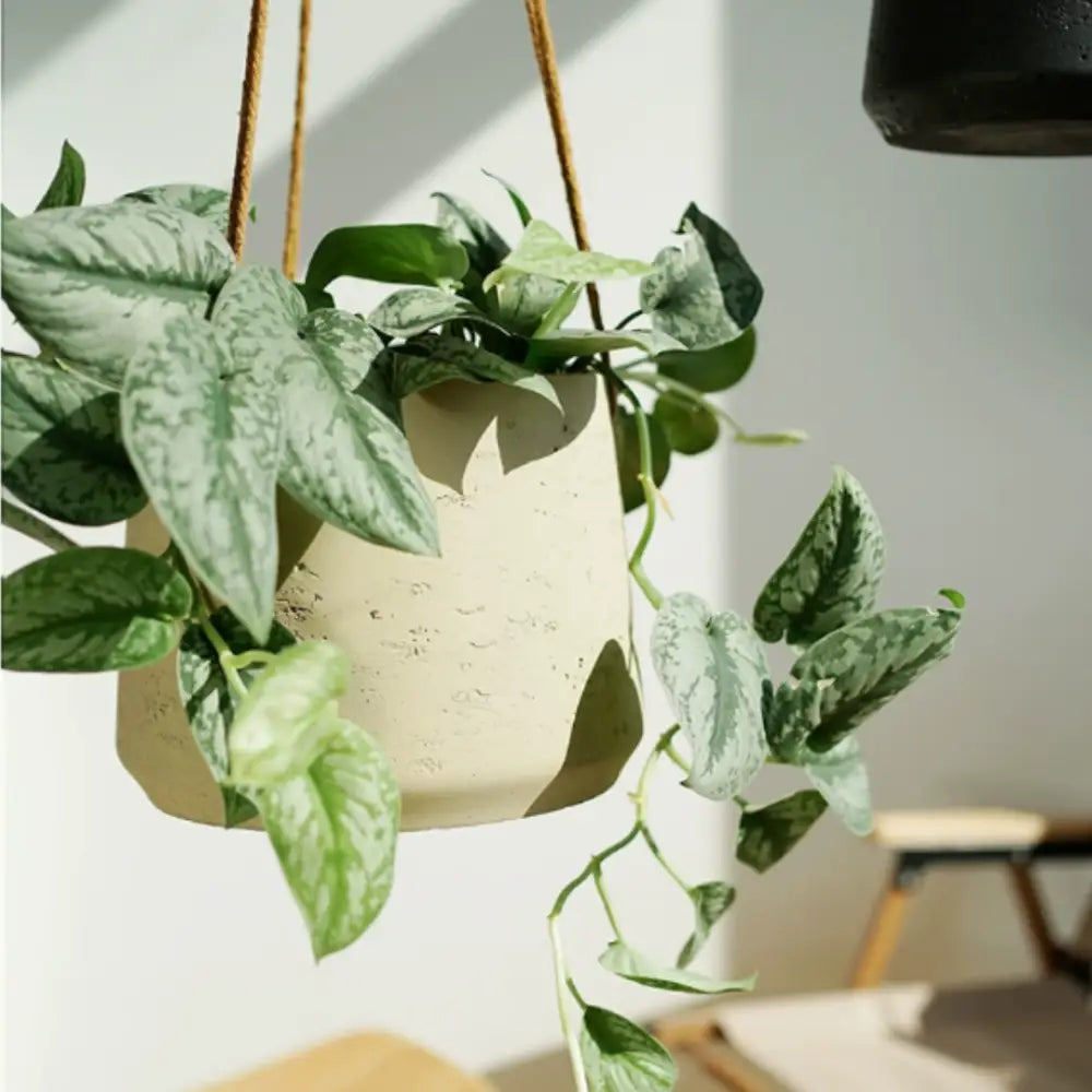 Pot de fleur suspendu au plafond