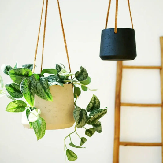 Pot de fleur suspendu au plafond
