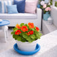 Soucoupe pot de fleur terre cuite bleue