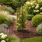 Support plante grimpante jardin