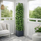 Support plante grimpante terrasse