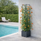 Support plante grimpante terrasse