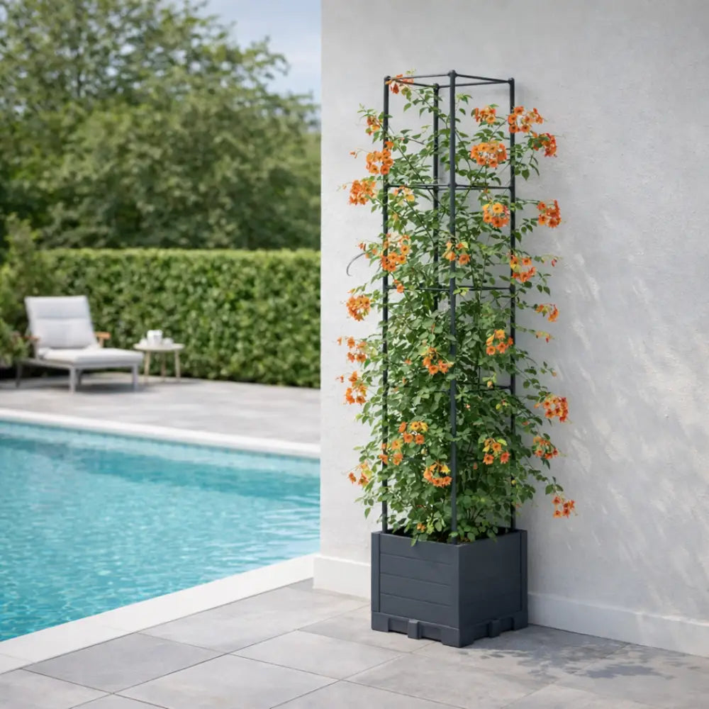 Support plante grimpante terrasse
