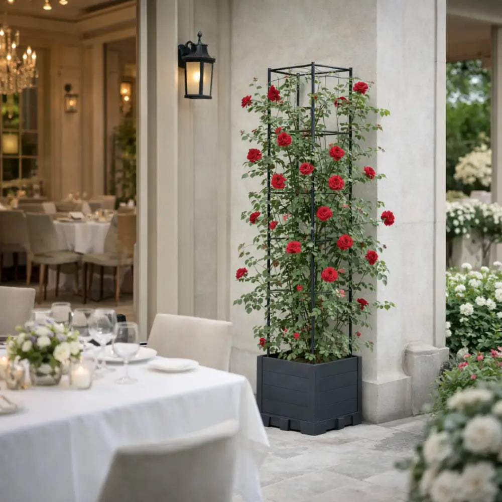 Support plante grimpante terrasse